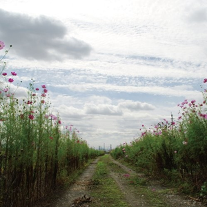 小舞大雷晃动跳舞
